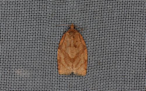 Adoxophyes orana